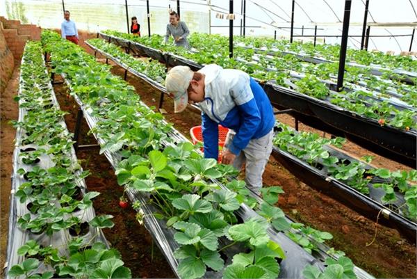 19/04/2024-TUYỂN DỤNG ĐƠN HÀNG LÀM RUỘNG-TRỒNG RAU