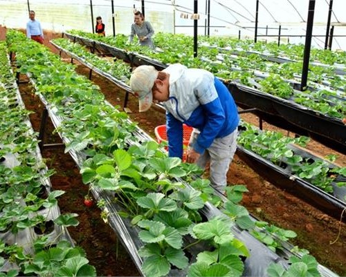 19/04/2024-TUYỂN DỤNG ĐƠN HÀNG LÀM RUỘNG-TRỒNG RAU