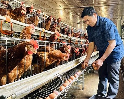 TUYỂN 1 LAO ĐỘNG ĐƠN HÀNG CHĂN NUÔI GÀ THÁNG 4/2026